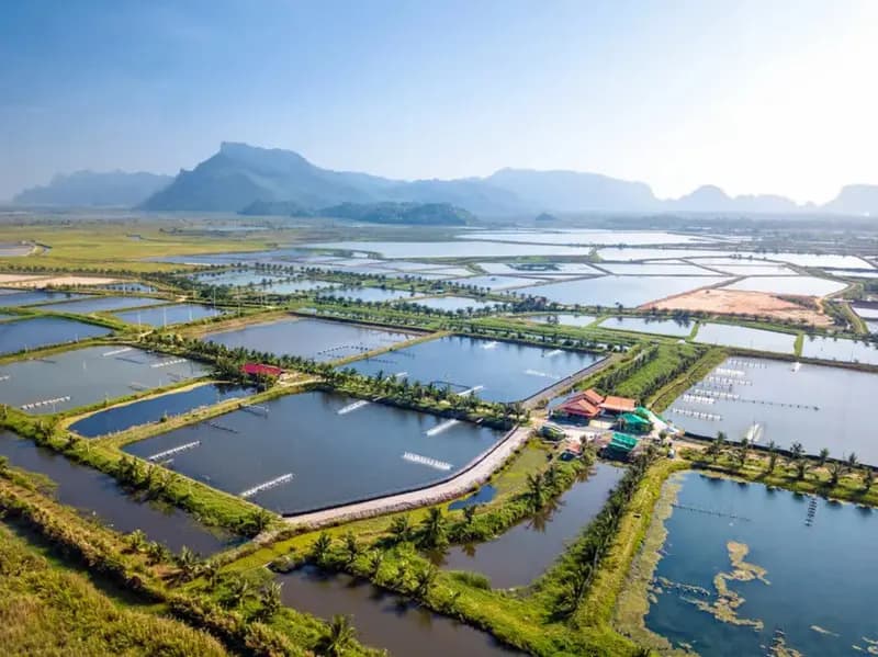 Significant economic losses in shrimp aquaculture